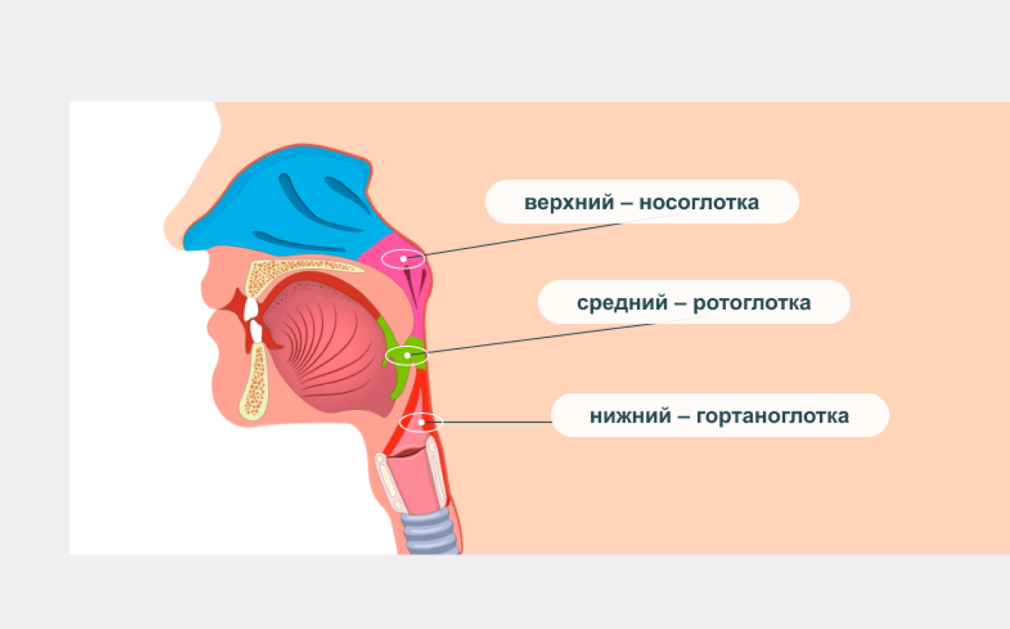 Строение носоглотки человека. Носоглотка ротоглотка гортаноглотка.